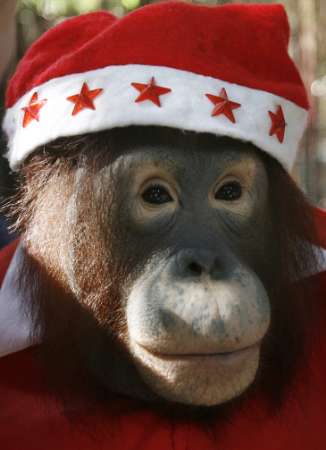An orangutan wears Santa Claus outfit during a promotional event ...