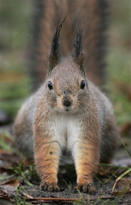 A squirrel sits on the ground in a park on a foggy day in Minsk, ...