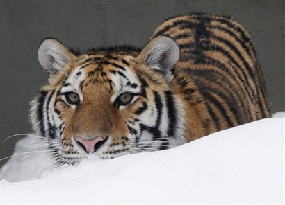 A photo provided by the Chicago Zoological Society shows Whirl, ...