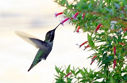 Feeding off nectar : A Hummingbird feeds in Los Angeles. (AFP/Gabriel ...