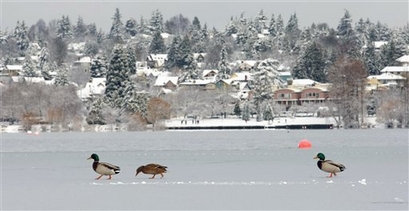 A trio of ducks makes their way across the frozen waters on ...