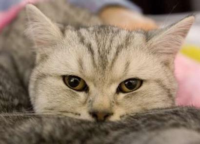A cat is seen during the International Cat Show - &quot;The ...