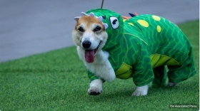 Corgis race, bark and sniff their way to glory at a growing international race